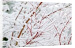 Snow on tree by Anonymous