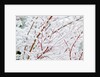 Snow on tree by Anonymous