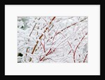 Snow on tree by Anonymous