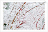Snow on tree by Anonymous
