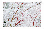 Snow on tree by Anonymous