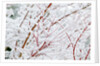 Snow on tree by Anonymous