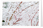 Snow on tree by Anonymous