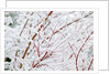 Snow on tree by Anonymous