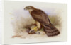Goshawk by Archibald Thorburn