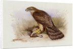 Goshawk by Archibald Thorburn