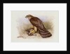 Goshawk by Archibald Thorburn