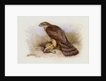 Goshawk by Archibald Thorburn
