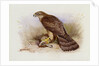 Goshawk by Archibald Thorburn