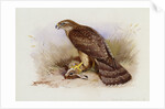 Goshawk by Archibald Thorburn