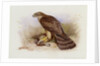 Goshawk by Archibald Thorburn