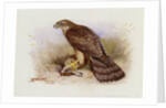 Goshawk by Archibald Thorburn