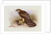 Goshawk by Archibald Thorburn