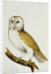 A Barn Owl, part of An Album of Watercolours of Birds and Their Eggs by Anonymous