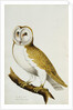 A Barn Owl, part of An Album of Watercolours of Birds and Their Eggs by Anonymous