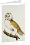 A Barn Owl, part of An Album of Watercolours of Birds and Their Eggs by Anonymous