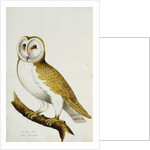 A Barn Owl, part of An Album of Watercolours of Birds and Their Eggs by Anonymous