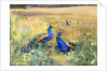 Peacocks in a Field by Mildred Anne Butler