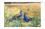 Peacocks in a Field by Mildred Anne Butler