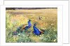Peacocks in a Field by Mildred Anne Butler