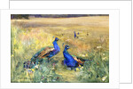 Peacocks in a Field by Mildred Anne Butler