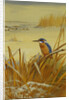 A Kingfisher Amongst Reeds in Winter by Archibald Thorburn