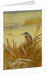 A Kingfisher Amongst Reeds in Winter by Archibald Thorburn
