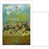 Thistles and Foxglove by Paul Ranson