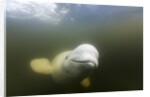 Beluga Whale, Hudson Bay, Canada by Anonymous