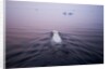 Polar Bear, Hudson Bay, Canada by Anonymous