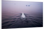 Polar Bear, Hudson Bay, Canada by Anonymous