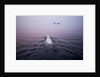 Polar Bear, Hudson Bay, Canada by Anonymous