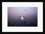 Polar Bear, Hudson Bay, Canada by Anonymous