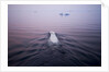 Polar Bear, Hudson Bay, Canada by Anonymous