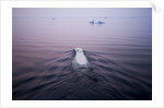 Polar Bear, Hudson Bay, Canada by Anonymous