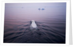 Polar Bear, Hudson Bay, Canada by Anonymous