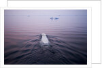 Polar Bear, Hudson Bay, Canada by Anonymous