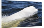Beluga Whale, Hudson Bay, Canada by Anonymous