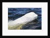 Beluga Whale, Hudson Bay, Canada by Anonymous