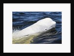 Beluga Whale, Hudson Bay, Canada by Anonymous