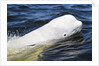 Beluga Whale, Hudson Bay, Canada by Anonymous
