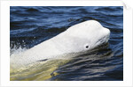 Beluga Whale, Hudson Bay, Canada by Anonymous