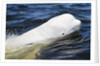 Beluga Whale, Hudson Bay, Canada by Anonymous