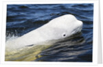 Beluga Whale, Hudson Bay, Canada by Anonymous