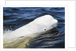 Beluga Whale, Hudson Bay, Canada by Anonymous