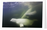 Beluga Whale, Hudson Bay, Canada by Anonymous