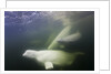 Beluga Whale, Hudson Bay, Canada by Anonymous