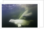 Beluga Whale, Hudson Bay, Canada by Anonymous