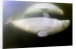 Beluga Whale, Hudson Bay, Canada by Anonymous