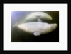 Beluga Whale, Hudson Bay, Canada by Anonymous